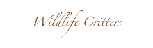 Wildlife Critters