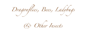 Dragonflies, Bees, Ladybugs
& Other Insects