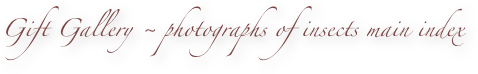 Gift Gallery ~ photographs of insects main index