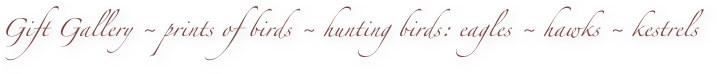 Gift Gallery ~ prints of birds ~ hunting birds: eagles ~ hawks ~ kestrels